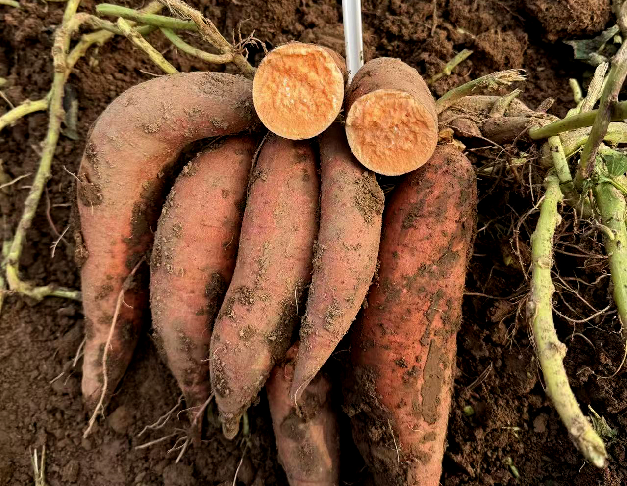 1767248093891006.jpg 2.jpg